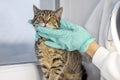 Tabby cat on window sill vet clinic girl hugs pet Royalty Free Stock Photo