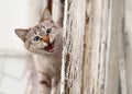 Tabby cat on wooden window / the cute cat on the window looking at camera.