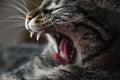 Tabby cat yawning, closeup shot