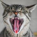 Tabby Cat Yawning - Mouth Wide Open