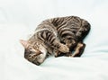 Tabby cat with yellow eyes playing Royalty Free Stock Photo