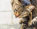 Itching Tabby Cat, Close up Royalty Free Stock Photo