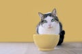 Tabby cat beside a yellow food bowl looking up and waiting for Food.