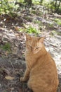 Tabby Cat Royalty Free Stock Photo