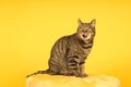 Tabby cat in a yellow studio setting with yellow puf Royalty Free Stock Photo