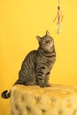 Tabby cat in a yellow studio setting with yellow puf Royalty Free Stock Photo