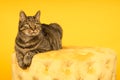Tabby cat in a yellow studio setting with yellow puf Royalty Free Stock Photo