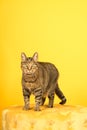 Tabby cat in a yellow studio setting with yellow puf Royalty Free Stock Photo