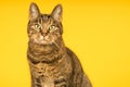 Tabby cat in a yellow studio setting with yellow puf Royalty Free Stock Photo