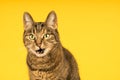 Tabby cat in a yellow studio setting with yellow puf Royalty Free Stock Photo