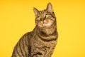 Tabby cat in a yellow studio setting with yellow puf Royalty Free Stock Photo