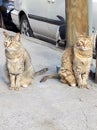 Tabby cats in the street