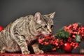 Tabby Christmas cat