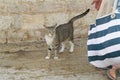 A tabby color cat with a white shirt and legs is standing with a raised tail on the street near the stone wall