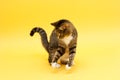 Tabby crazy greeneyed cat playing with toy Royalty Free Stock Photo