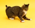 Tabby crazy greeneyed cat playing with toy Royalty Free Stock Photo