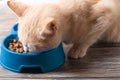 tabby cream cat eats food from a blue bowl, close-up. Royalty Free Stock Photo