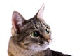 Tabby curious cat Royalty Free Stock Photo