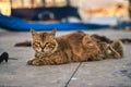 Tabby cute cat lying on the ground Royalty Free Stock Photo