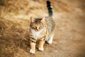 A tabby cute cat walks in the autumn on the road among the withered grass