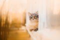 A tabby cute domestic cat lies on a balcony windowsill, gazing out at the autumn scenery beyond. Cozy domesticity, accompanied by Royalty Free Stock Photo