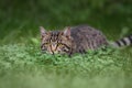 Tabby domestic cat hunting in the  grass Royalty Free Stock Photo