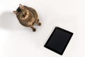 Tabby domestic cat sitting down on the floor close to tablet computer with broken screen glass, the result of falling or crash. Royalty Free Stock Photo