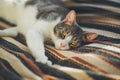 A  tabby domestic cat with yellow mysterious eyes lazily lies on a striped wool blanket and rests Royalty Free Stock Photo