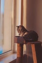 tabby domestic shorthair cat sitting on scratching post platform illuminated by sunlight. Royalty Free Stock Photo