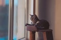 tabby domestic shorthair cat sitting on scratching post platform illuminated by sunlight. Royalty Free Stock Photo