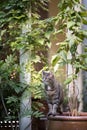 tabby cat standing on edge of plant pot between plants Royalty Free Stock Photo