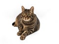 European Tabby Cat in majestic pose. Black and gray streaks with orange accents. Intense yellow-green look. Isolated image Royalty Free Stock Photo