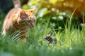 A tabby ginger domestic cat sits in the grass and hunts for a mouse. Pet