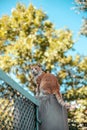Tabby ginger white cat sits on a stone fence and looks around in the park. Homeless and stray cat on the street Royalty Free Stock Photo