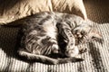 Tabby gray cat lying on the bed in the rays of the sun and sleeping. Recreation. Love for pets