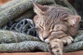 Tabby gray cat resting in a blanket