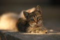 Tabby gray kitten resting in the summer day on the stone floor Royalty Free Stock Photo