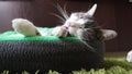 Tabby gray sleepeng cat laying in a bed