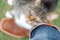 Tabby cat rubbing against owner affectionately Royalty Free Stock Photo