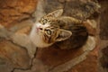 Tabby gray white kitten portrait outdoor on wild stone floor Royalty Free Stock Photo