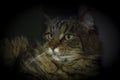 Tabby green eyes cat head with dark background interior