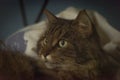 Tabby green eyes cat head with duvet and blue background