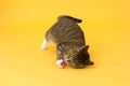 Tabby greeneyed cat playing with toy Royalty Free Stock Photo