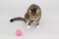 Tabby greeneyed cat playing with toy on grey Royalty Free Stock Photo