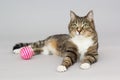 Tabby greeneyed cat plays with ball Royalty Free Stock Photo