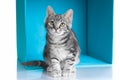 Tabby grey cat in blue cube