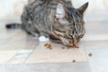 Tabby grey cat eat dry food