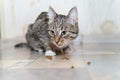Tabby grey cat eat dry food in the kitchen