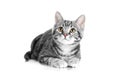 Tabby grey cat lying on white background Royalty Free Stock Photo