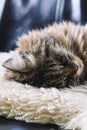Tabby grey cat sleeping. Beautiful cat lying, taking a nap on white fluffy blanket. Cuteness, innocence concept. Tired animal.